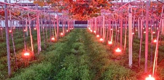 Reverse light red LED irradiation grapes more than 75% power, fruit also incr...