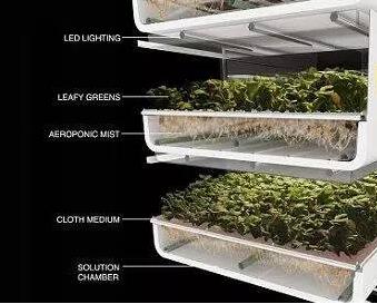 led vegetable light.jpg led vegetable light.jpg