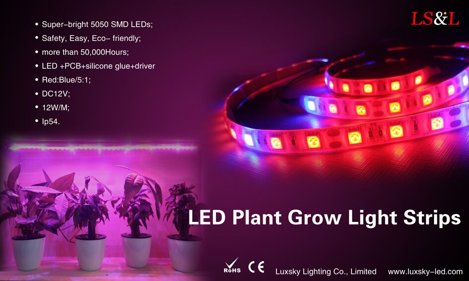 What's the difference between led crystal plate and led chips?